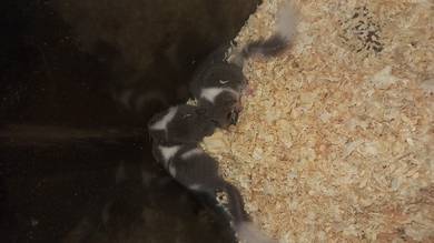 dormouse baby  2 EKOR RM 150