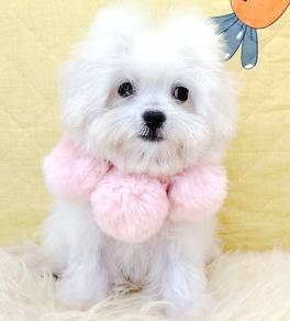 Bichon