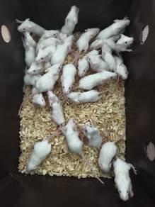 Mice Mickey Mouse