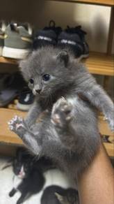 Dsh- Solid Grey Russian Blue Cat (Female)