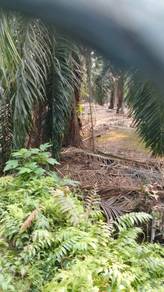 Agricultural Land in Port Dickson, NSN