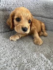 Cocker's Spaniel 4