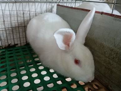 Arnab NZW dan Chinchilla 