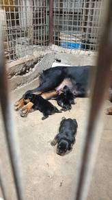 pure rottweiler puppies 