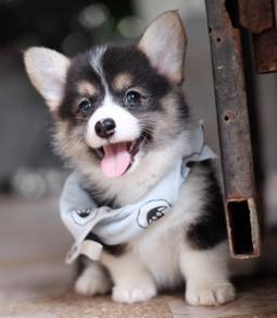 CORGI PUPPIES C183 🌻 cheeky Puppy  Female