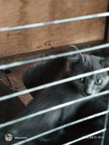 Kucing untuk di beri percuma sahaja 