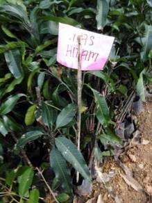 Benih Mangga Mas Hitam