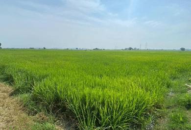 Agricultural Land in Kepala Batas, PNG