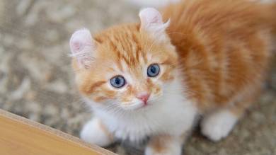 Munchkin Super Short Leg Curl Ear Female Kitten