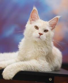 Khamir Mainecoon