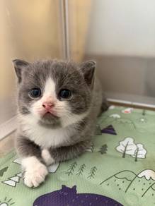 BSH British Short Hair