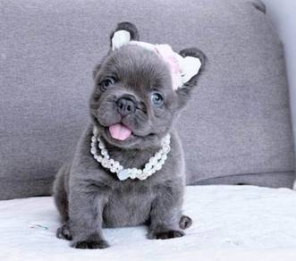 FRENCH BULLDOG PUPPIES 🌻VIP152 Long Fur / Girl