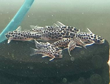 mini catfish tatia
