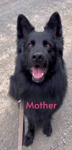 German Shepard 