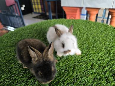 rabbit arnab mix ND