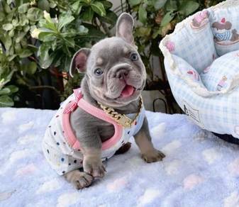 FRENCH BULLDOG PUPPIES 🌻S132 Charming Boy~Girl