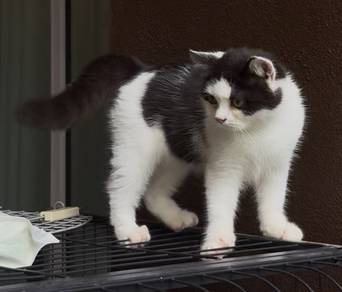 BSH Kitten Bicolour Female British Shorthair