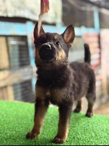 Belgian Shepherd Puppy for Sale