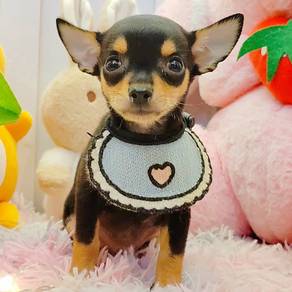 Chihuahua