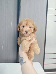cream sweet Maltese mix poodle Maltipoo 
