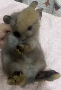 Rabbit ND