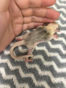 Sugar glider mosiac betina