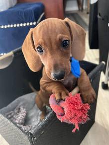 HTTH 3020 Mini Dachshund short haired puppy