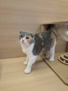 Scottish fold cat for Sale
