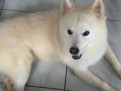 Pomsky for adoption / sale