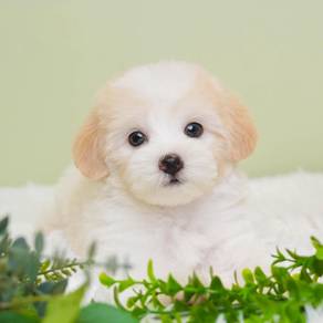 Maltipoo