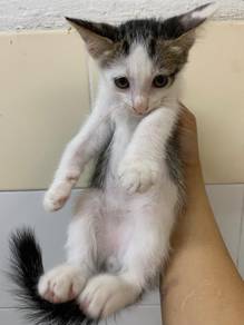 kitty
