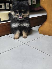 Pomeranian puppy