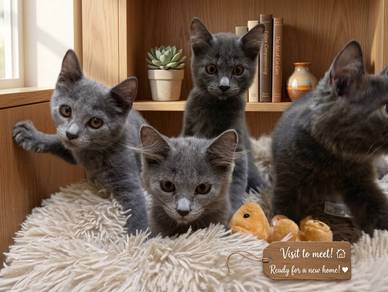 Adorable British Shorthair Kittens 🐾 | KK | 