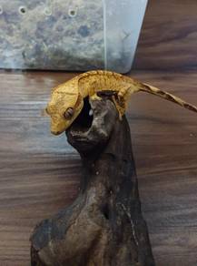 Crested gecko 