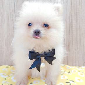 Pomeranian