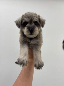 Schnauzer Female 3