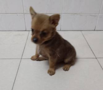 5 week old male Pomeranian mix 