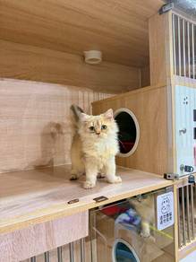 golden shaded British long hair cat kitten kucing