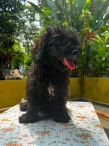 Poodle