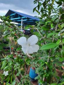 Benih bunga raya putih