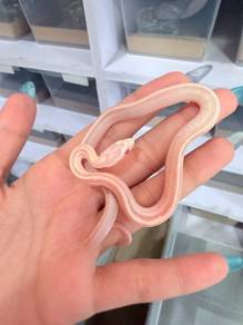 Snow Stripe Corn Snake