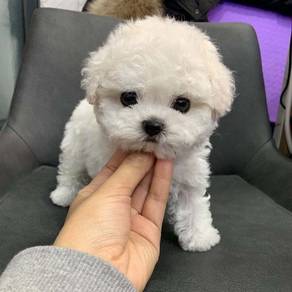 G518 Boopable Poochon Cute Round Head Sweet Puppy