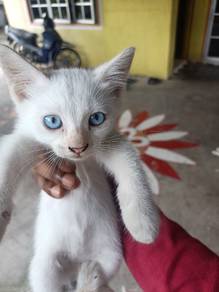 CAT For sale