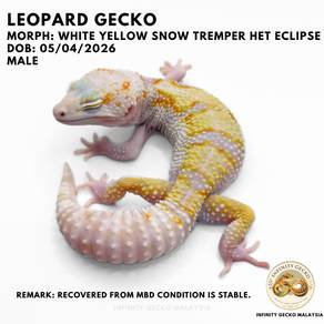 Leopard Gecko White Yellow Snow Tremper Malaysia