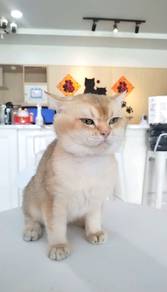 BSH British Shorthair Male Golden Cert 
