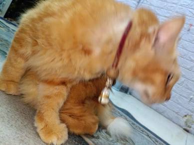 kucing parsi