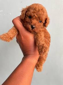 poodle 
