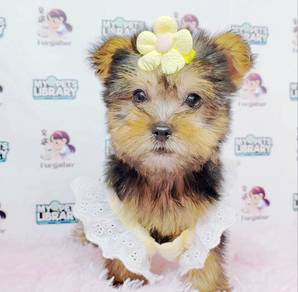 Yorkshire Terrier