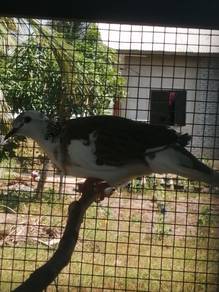 Burung tekukur betina