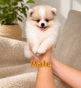 Pomeranian Parti Tiny Male Puppy 